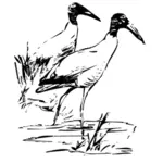 Hout Ibis vector illustraties
